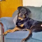 Rescue Me! – Five Great Reasons to&hellip;