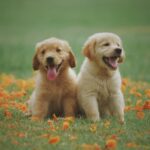Great Reasons to Adopt Not Shop
