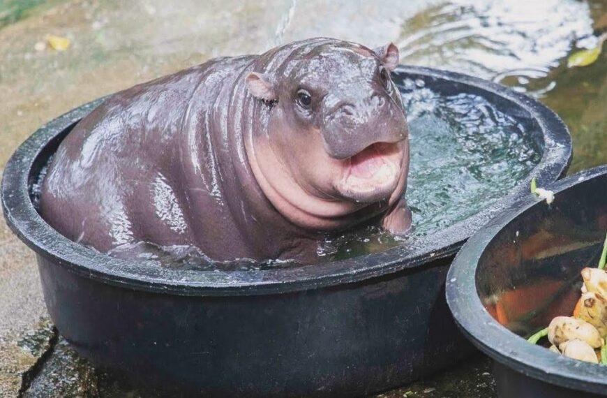 Our Internet Meme Queen: Moo Deng The Baby Pygmy Hippo And Why We Love Her