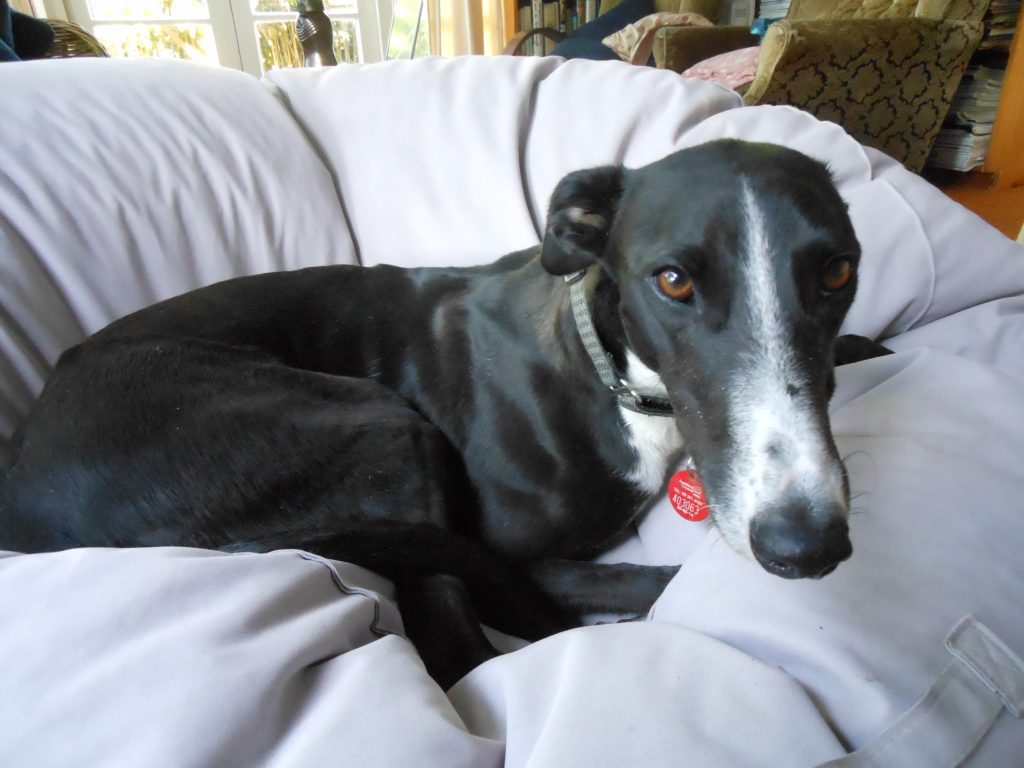 Poppy’s Legacy: A Second Chance for Every Greyhound
