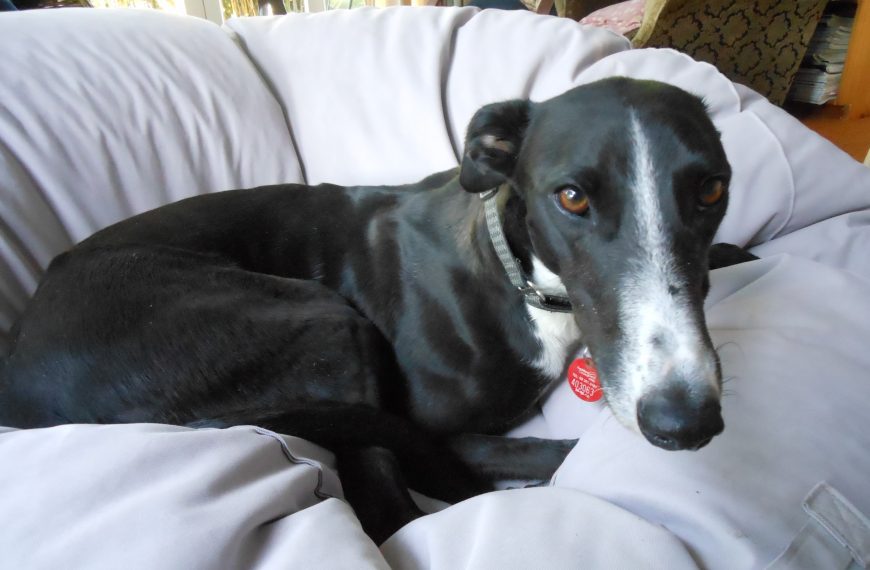 Poppy’s Legacy: A Second Chance for Every Greyhound